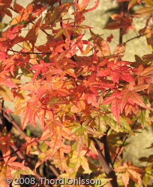 Acer palmatum 'Beni komachi'